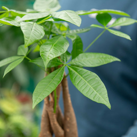 Simegarden Pachira aquatica piccola