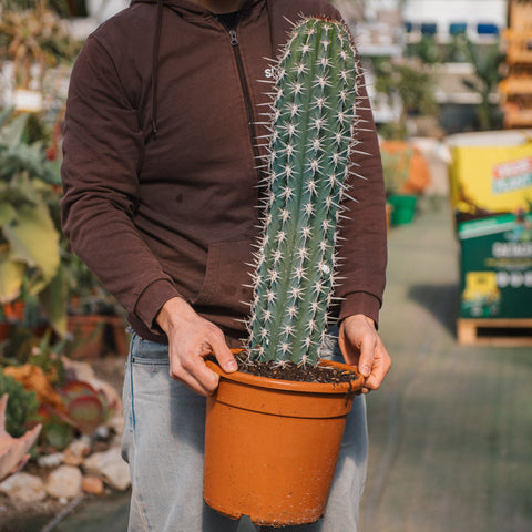 Simegarden Pachycereus pecten-aboriginum 25 cm