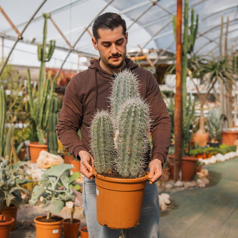 Simegarden Pachycereus pringlei