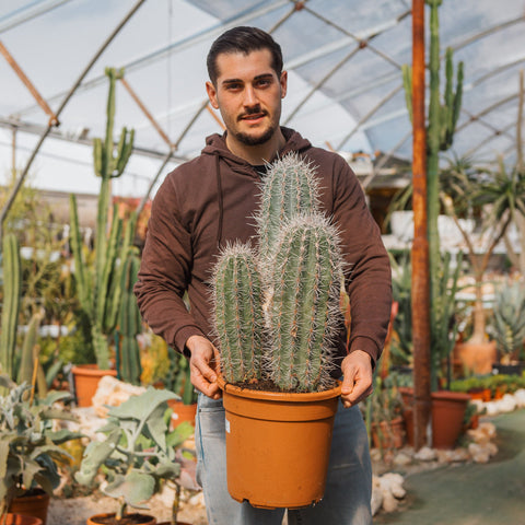 Simegarden Pachycereus pringlei