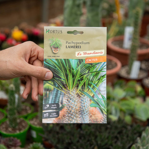 Simegarden Pachypodium lamerei Semi