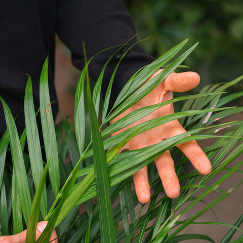 Simegarden Palma areca 24 cm