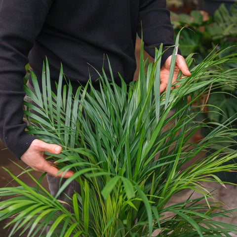 Simegarden Palma areca 24 cm