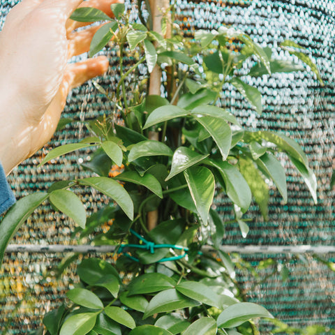 Simegarden Pandorea jasminoides