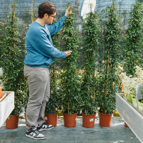 Simegarden Pandorea jasminoides