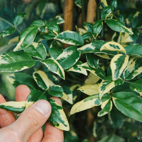 Simegarden Pandorea jasminoides variegata 24 cm / Bianco