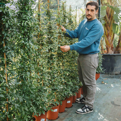 Simegarden Pandorea jasminoides variegata 24 cm / Bianco