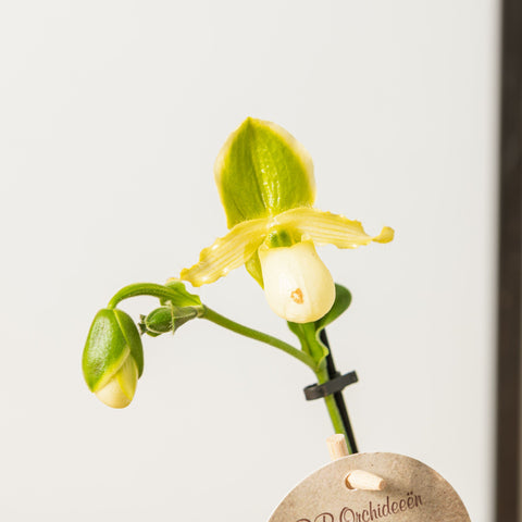 Simegarden Paphiopedilum