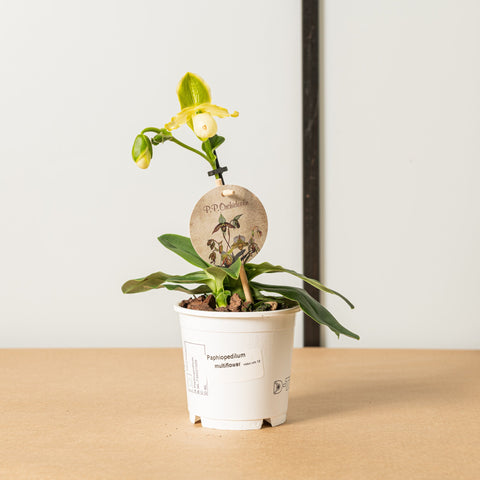 Simegarden Paphiopedilum