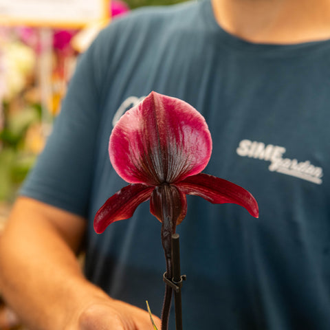 Simegarden Paphiopedilum Black Jack 9 cm