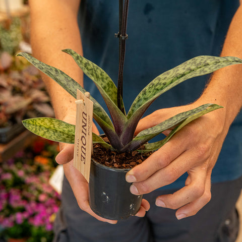 Simegarden Paphiopedilum Black Jack 9 cm