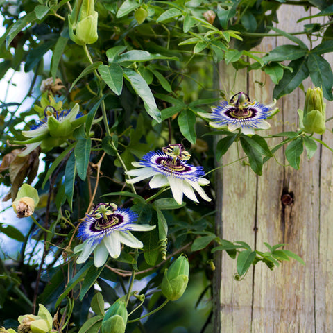 Simegarden Passiflora caerulea