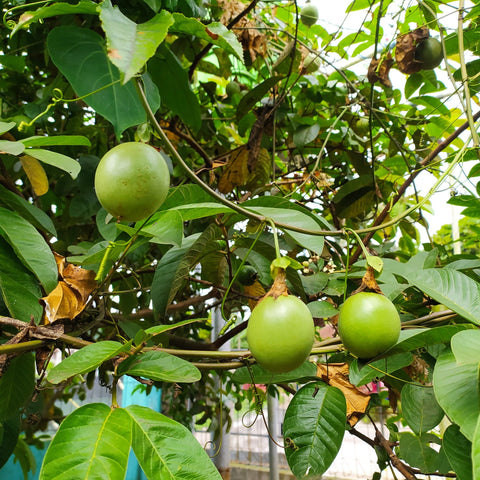 Simegarden Passiflora edulis