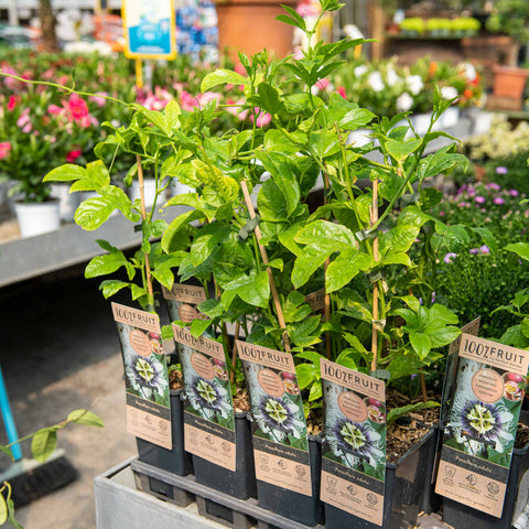 Simegarden Passiflora edulis