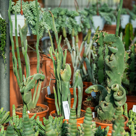 Simegarden Pedilanthus macrocarpus crestato 17 cm