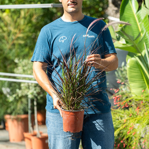 Simegarden Pennisetum advena rubrum