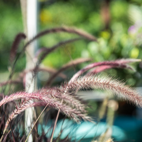 Simegarden Pennisetum advena rubrum
