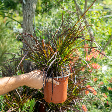 Simegarden Pennisetum advena rubrum 17 cm