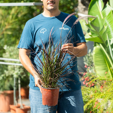 Simegarden Pennisetum advena rubrum 17 cm
