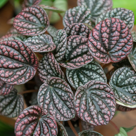 Simegarden Peperomia caperata lucinda 12 cm - XXL