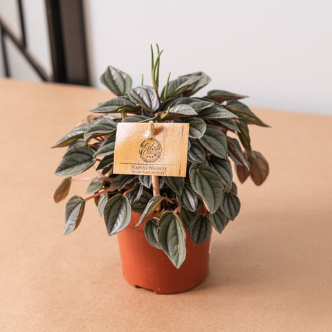 Simegarden Peperomia Napoli nights