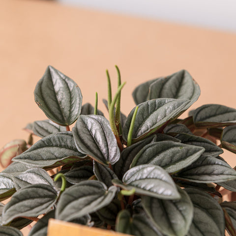 Simegarden Peperomia Napoli nights