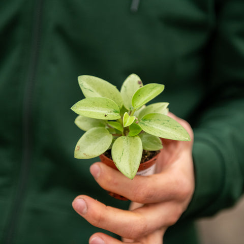 Simegarden Peperomia Pixie Arenal 5.5 cm