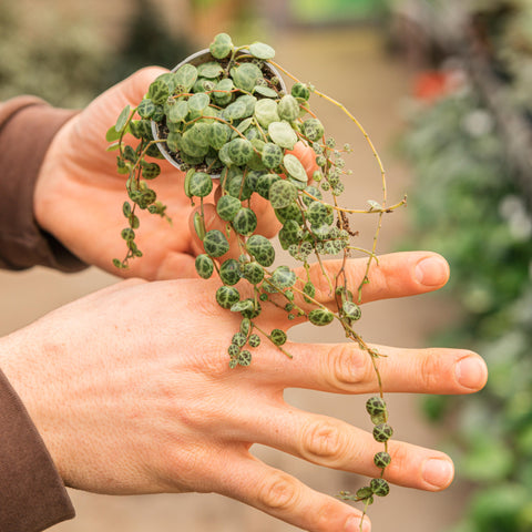 Simegarden Peperomia prostrata baby 6 cm