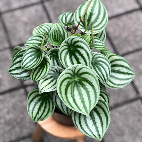 Simegarden Peperomia watermelon