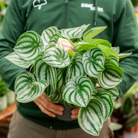 Simegarden Peperomia watermelon