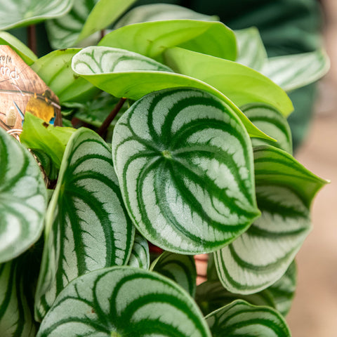 Simegarden Peperomia watermelon