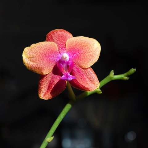 Simegarden Phalaenopsis Bronze Buddha 12 cm