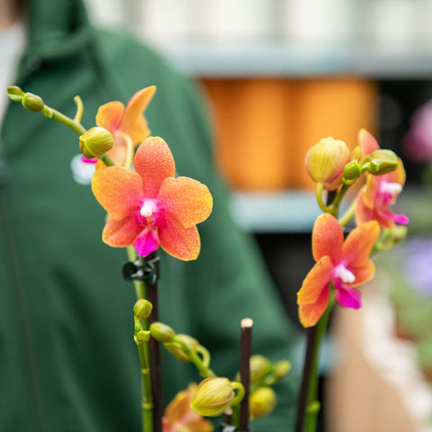 Simegarden Phalaenopsis Bronze Buddha