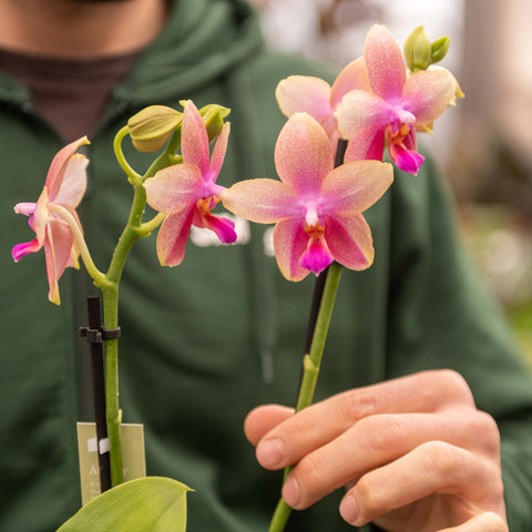 Simegarden Phalaenopsis liodoro 12 cm