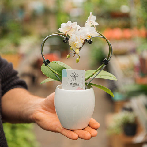 Simegarden Phalaenopsis orchidea bianca