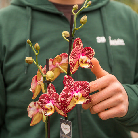 Simegarden Phalaenopsis yellow flash 12 cm