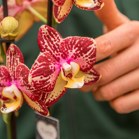 Simegarden Phalaenopsis yellow flash 12 cm