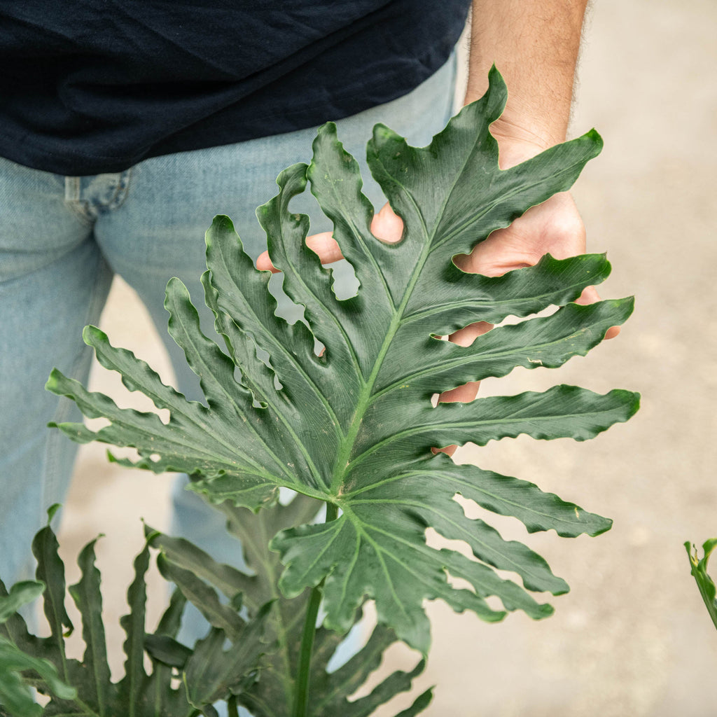 philodendron bipinnatifidum coltivazione Philodendron bipinnatifidum