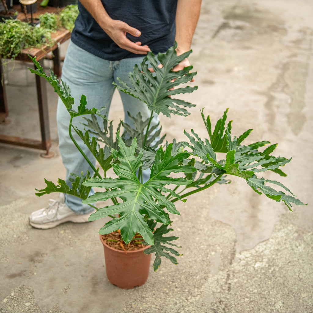 Philodendron bipinnatifidum - Philodendron selloum