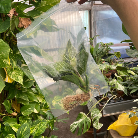 Simegarden Philodendron birkin in idrocoltura Grande