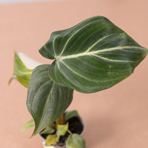 Simegarden Philodendron gloriosum