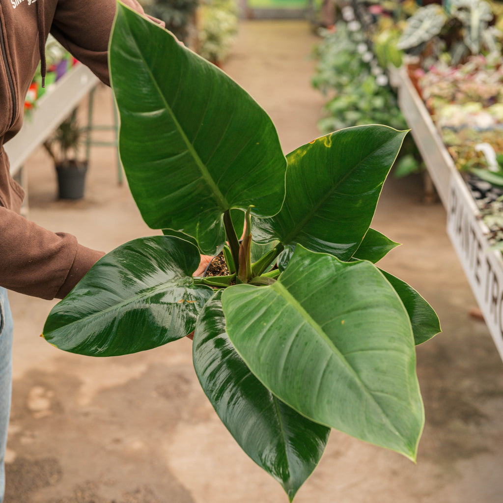 philodendron imperial verde Philodendron imperial green – Simegarden