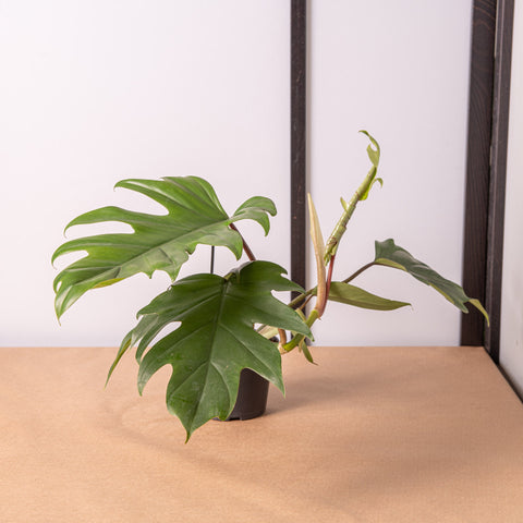 Simegarden Philodendron mayoi
