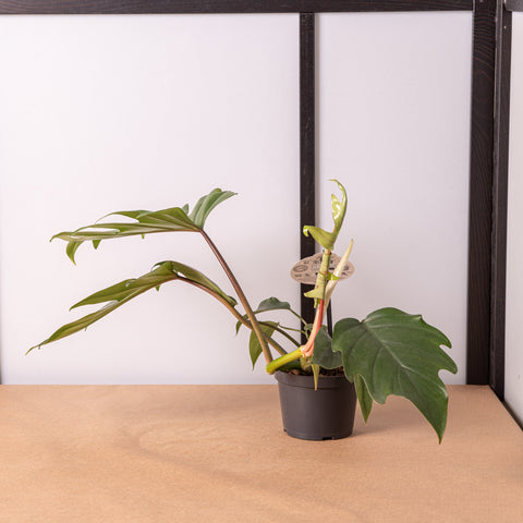 Simegarden Philodendron mayoi