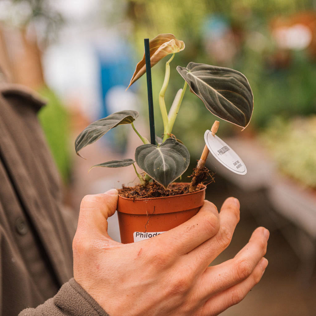 Philodendron melanochrysum baby