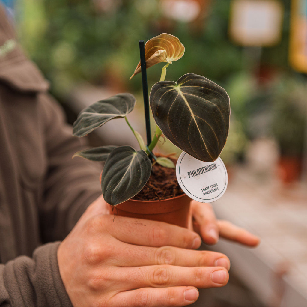 Philodendron melanochrysum baby – Simegarden