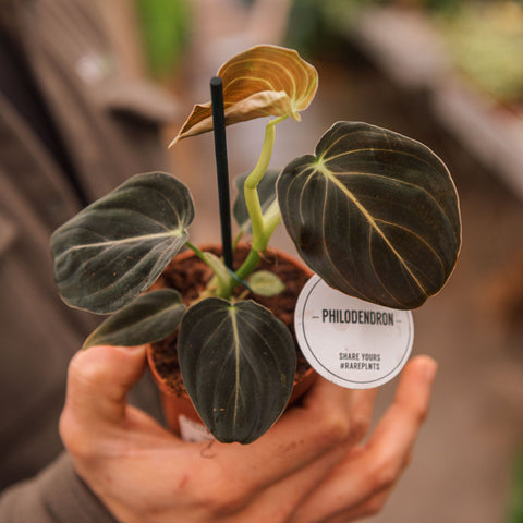 Simegarden Philodendron melanochrysum baby