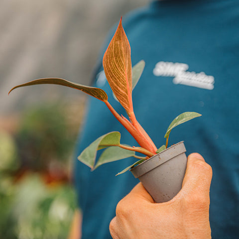 Simegarden Philodendron pink bikini 6cm