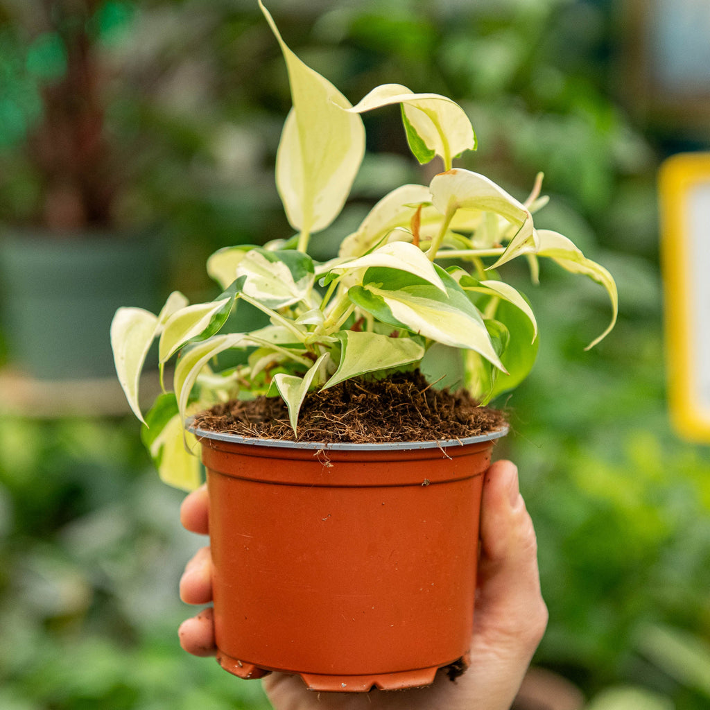 Philodendron scandens rio – Simegarden