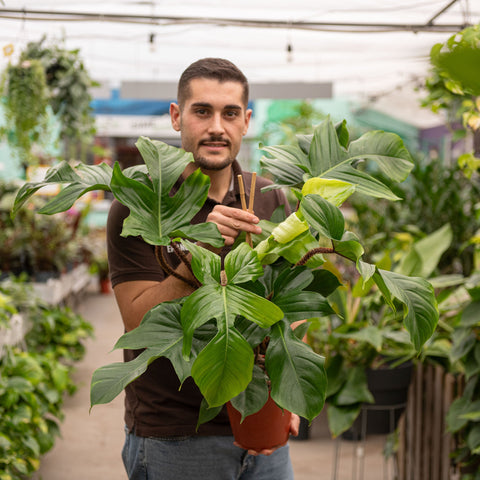 Simegarden Philodendron squamiferum grande